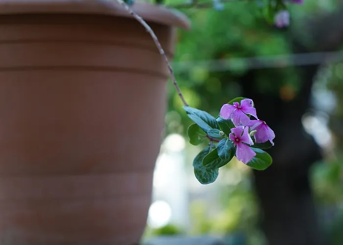 Szálloda Piano - Adults Only